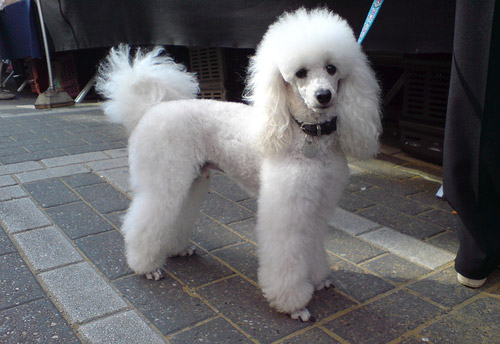 Cute White Poodle Puppy