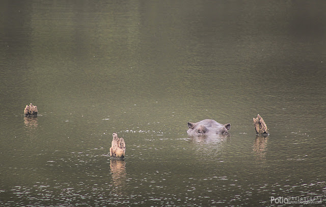 Hippo Paya Indah Wetlands