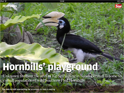 Image result for sungai panjang hornbills