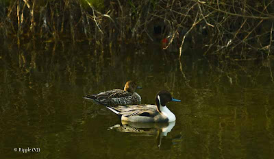 Posted by Ripple (VJ) ; Colorful Birds @ Delhi Zoo : Northern Pintails Again...A couple of Northern Pintails. The one in the front is a male and the one at the back is the female.