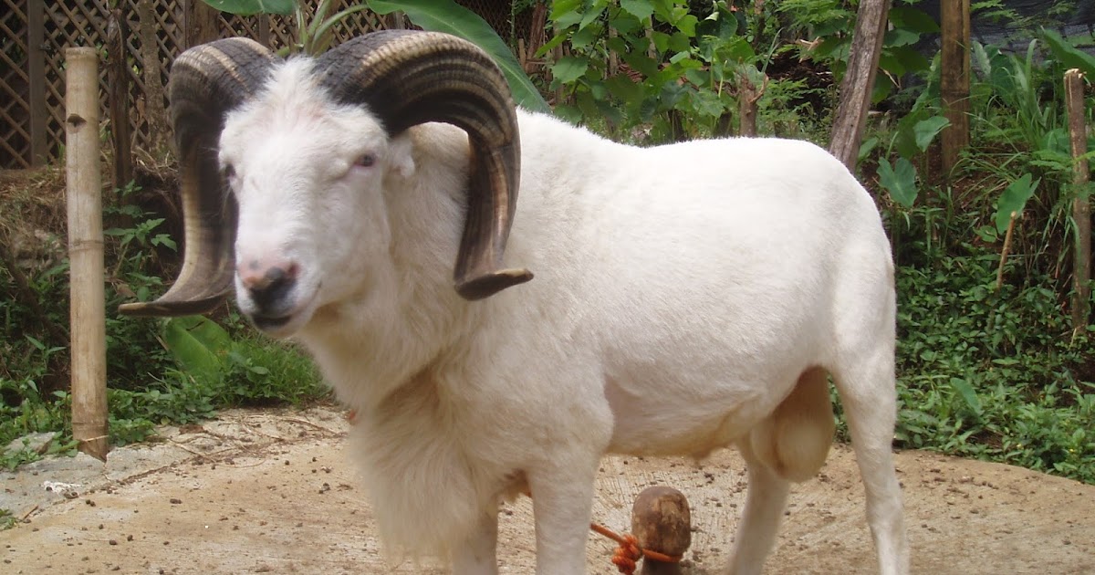  Foto  Gambar Kambing  Domba Garut