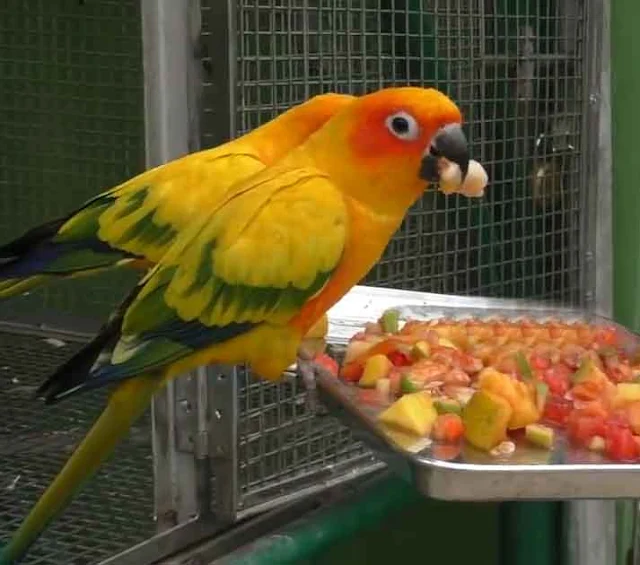 top 10 best parrots as pets