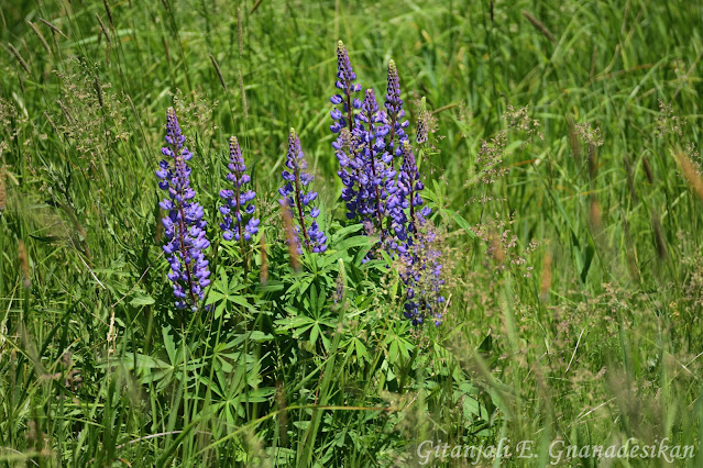 A single bunch of purple lupines with seven flower stems.