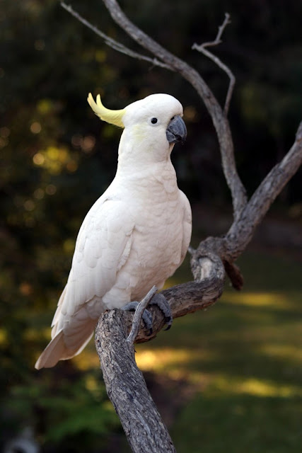 Birds In Pet Stores