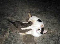 Aneh, Anak Musang Menyusu Induk Kucing