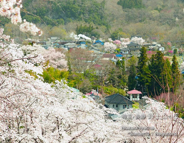 長瀞･野土山の桜