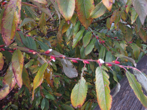 Meijer Gardens willow with red buds