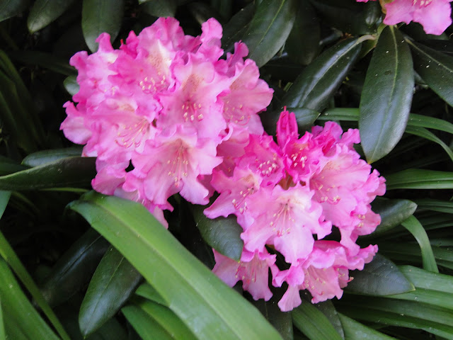 rhododendron blooms