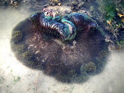 Gigantic carpet anemone, Stichodactyla gigantea