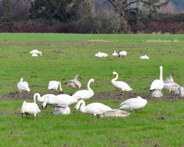 see most trumpeter swans, trumpeter swan ontario. see most trumpeter swans,