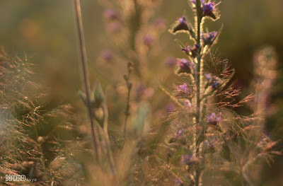 Szendehely summer evenings