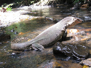 Big Lizard  Seen On www.coolpicturegallery.us