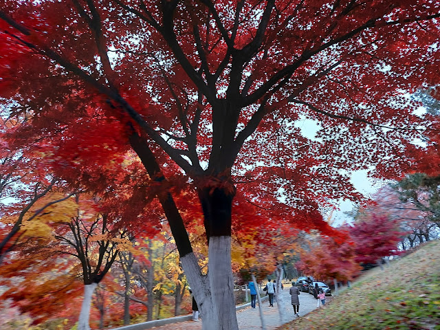 올림픽공원 단풍나무