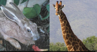 What are herbivores and how do ruminants eat