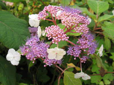 Hydrangea kawakamii care and culture