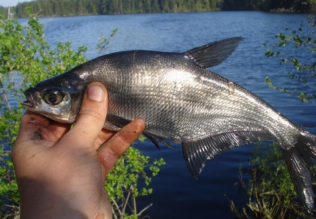 Ловля Синца весной