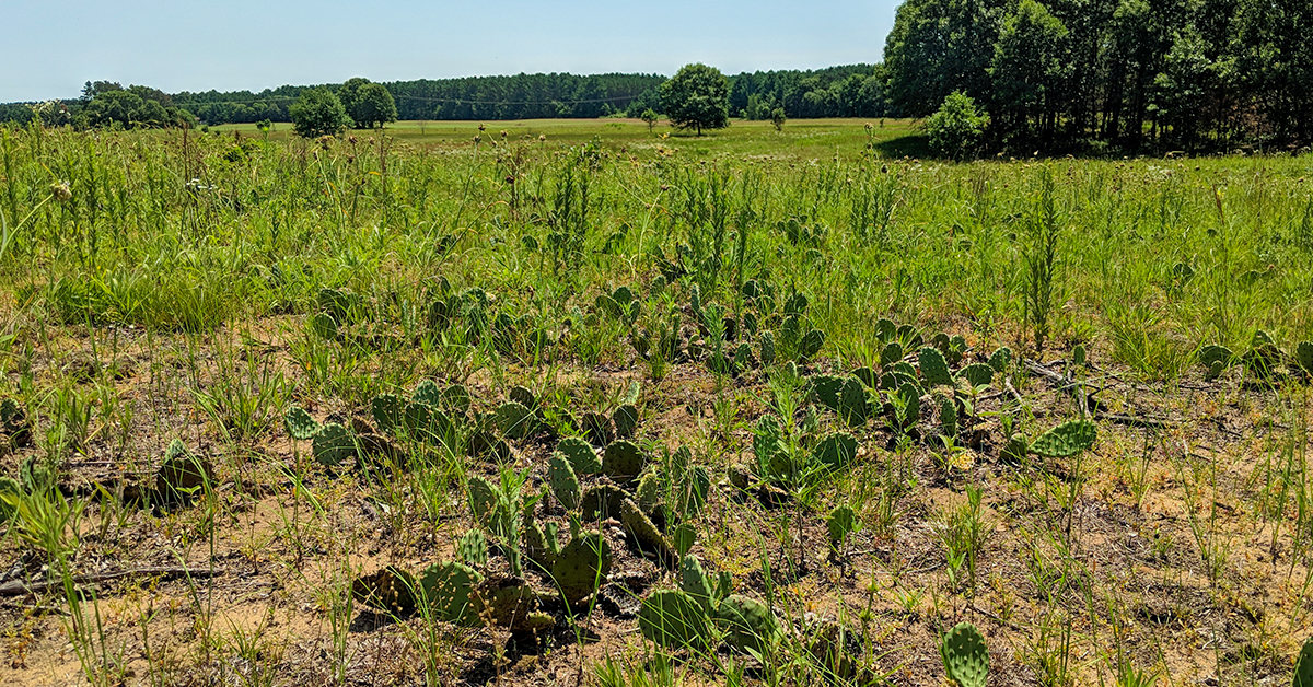 prickly pear cactus is native to Wisconsin and grows at the Spring Green Preserve