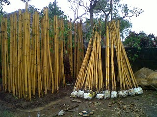 Tanaman Pagar Hidup Bambu Jepang Pohon Bambu Hias