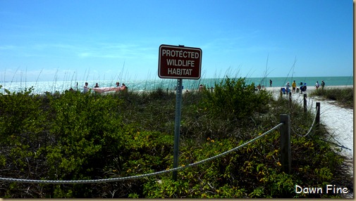 Sanibel Shell and birds_185