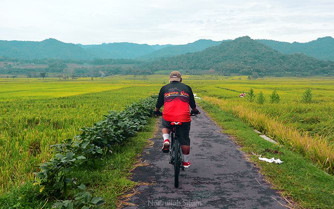 Hamparan sawah di Nanggulan, Kulon Progo