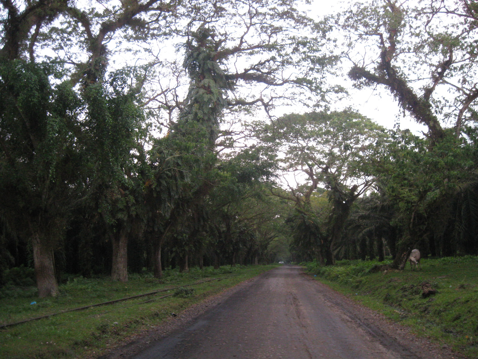 PADANG HALABAN, NARASI DAN PABRIK KELAPA SAWIT  nufazee