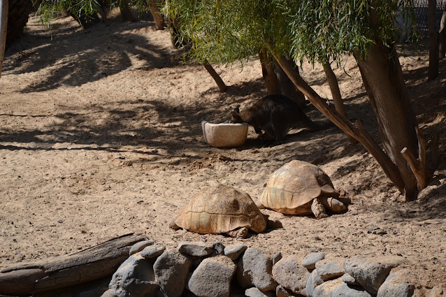 Fuerteventura -  Oasis Park