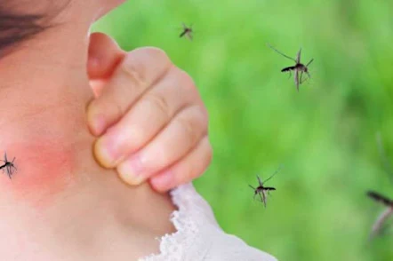 8 Things That Attract Mosquitoes To Homes – Don’t Be A Mosquito Magnet