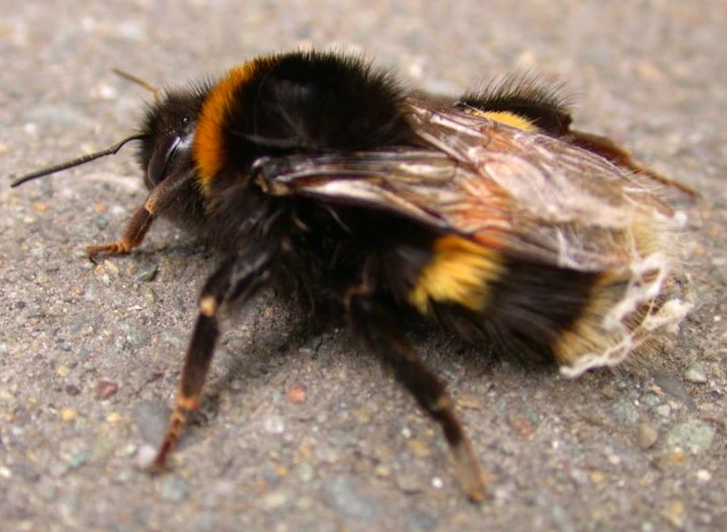 bumblebee onpavement