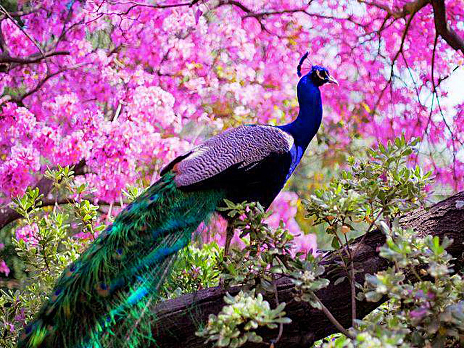 Burung Merak