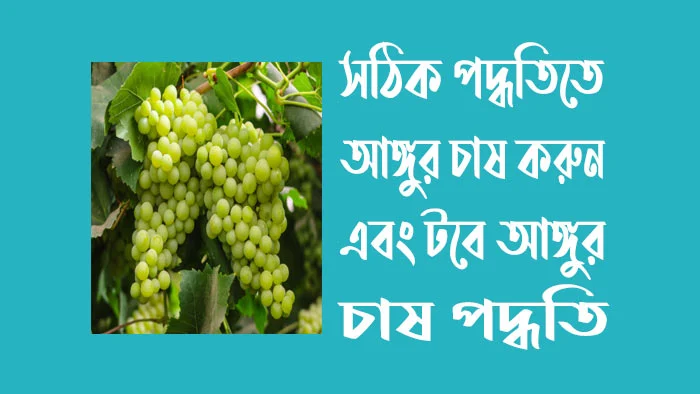 সঠিক পদ্ধতিতে আঙ্গুর চাষ করুন - টবে আঙ্গুর চাষ পদ্ধতি