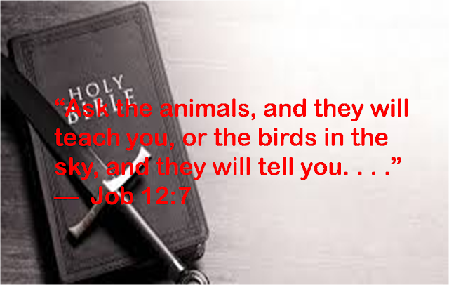 “Ask the animals, and they will teach you, or the birds in the sky, and they will tell you. . . .”  —  Job 12:7