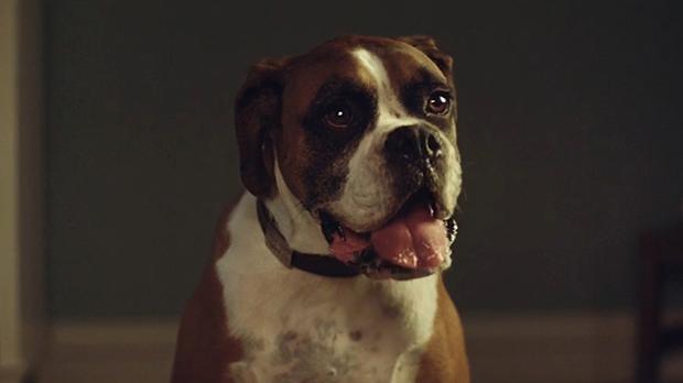 John Lewis Christmas Advert 2016 Buster The Boxer