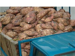 PRODUCCIÓN DE BABATA COMIENZA ABASTECER MERCADOS