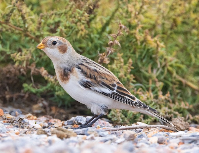 Rarity Alert: Snow Bunting at Axios Delta, Thessaloniki