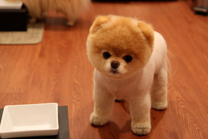 cutest dog photos ever The cutest dog breeds in the world