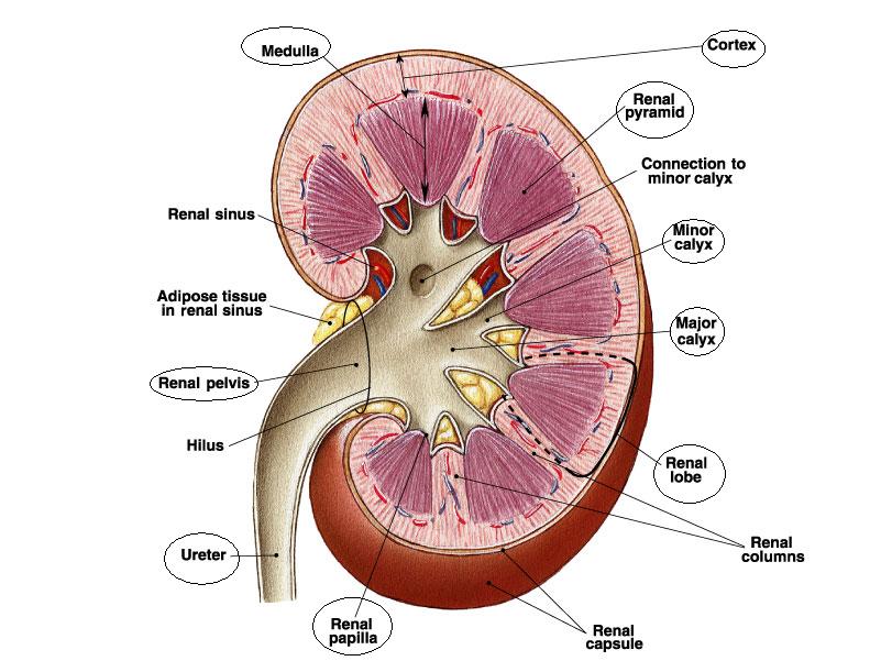 Excretion In Plants