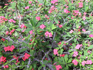 Euphorbia milii - Euphorbia splendens