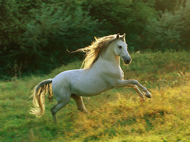 Jumping White Horse Wallpaper