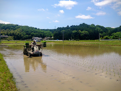 田植え