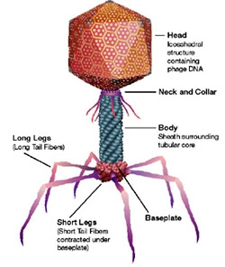 Bacteriophages