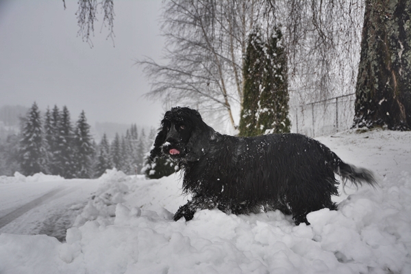 cocker spaniel snøhaug