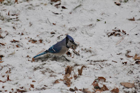 a blue jay agains the snow