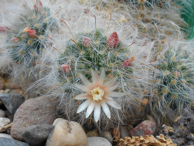 Cactus “en polvo” ( Mammillaria bocasana)