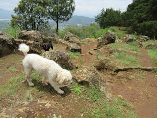 Dog at the Estribo Grande in Patzcuaro