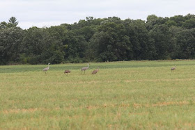 sandhill cranes in a field