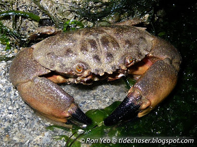 Thunder Crab (Myomenippe hardwickii)