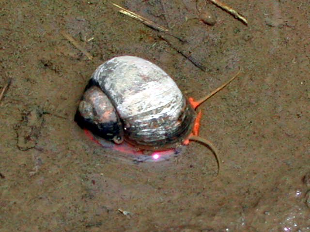El Caracol de los arrozales