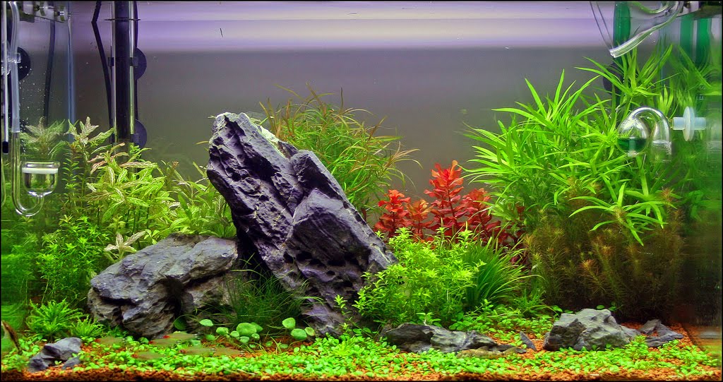 Live Plants for Nature Aquariums