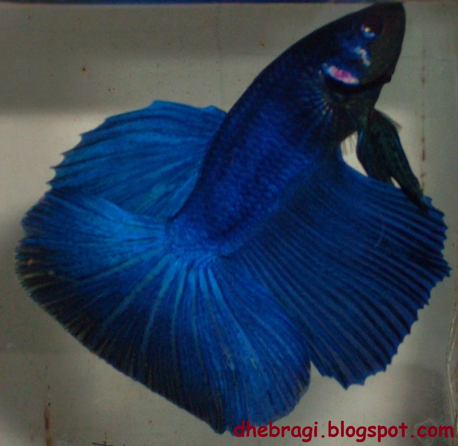 GAMBAR IKAN CUPANG KEREN ABIS