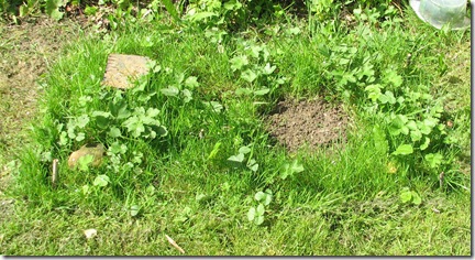 20120512 Lawn rectangle
